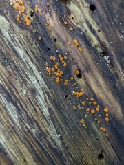 Dacrymyces minor