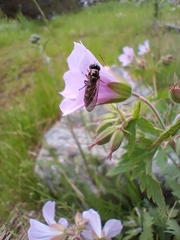 Platycheirus peltatus
