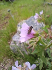 Platycheirus peltatus