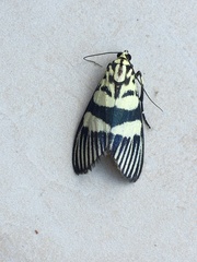 Heortia vitessoides
