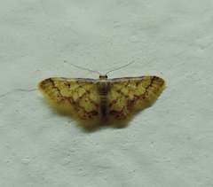 Idaea