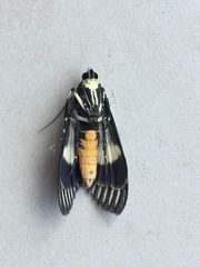 Heortia vitessoides