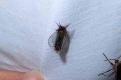 Eurukuttarus takahashii