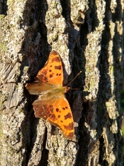 Polygonia progne