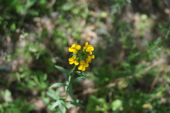 Erysimum amurense