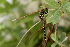 Cordulegaster trinacriae