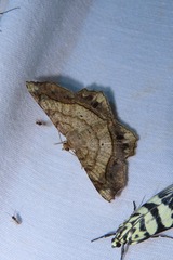 Chiasmia intermediaria