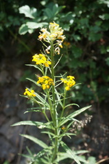 Erysimum amurense