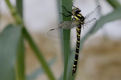 Cordulegaster trinacriae