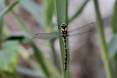 Cordulegaster trinacriae