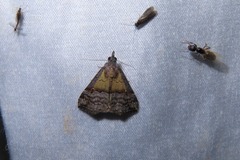 Hypena indicatalis