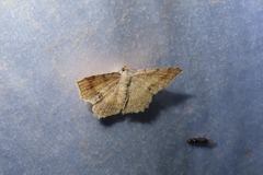 Calletaera basipuncta