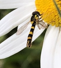 Sphaerophoria scripta