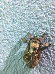 Euclea distrahens