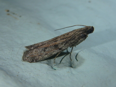 Cadra figulilella