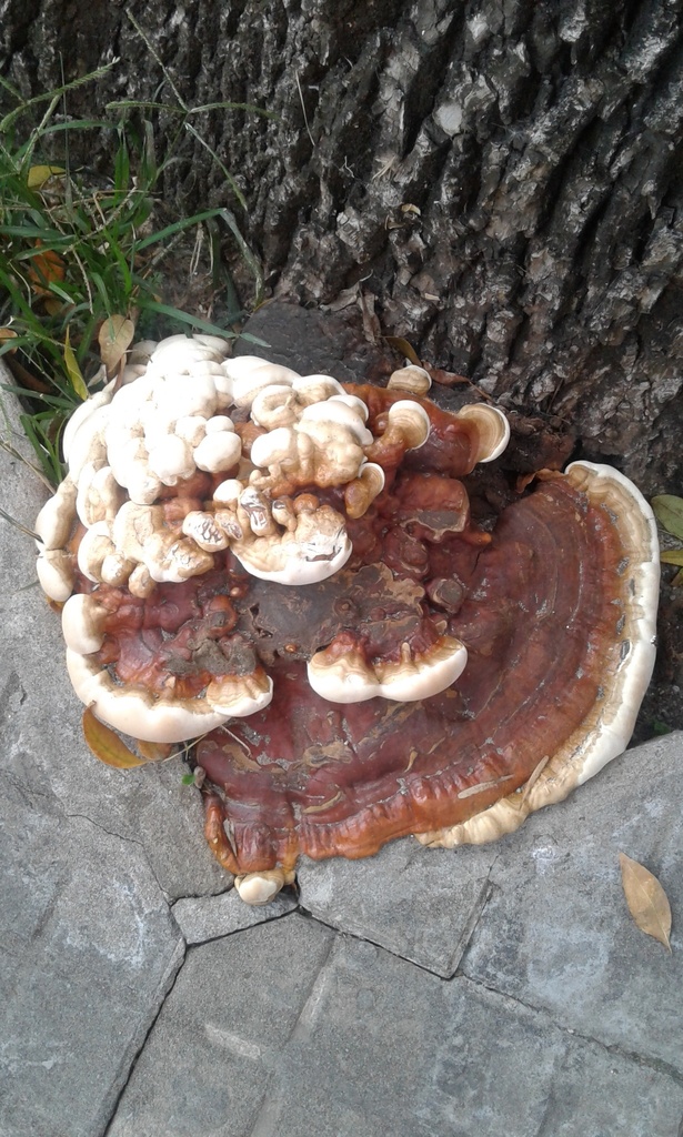 Ganoderma sessile · April 2021 · photo: © tutitah (iNaturalist, cc0)