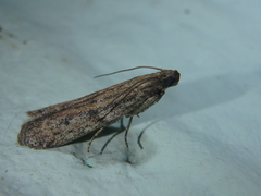Cadra figulilella