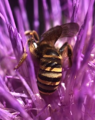 Halictus scabiosae