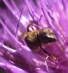 Halictus scabiosae
