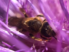Halictus scabiosae