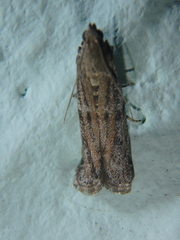 Cadra figulilella