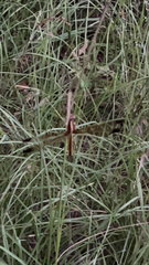 Libellula flavida