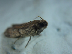 Cadra figulilella