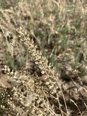 Lepidium perfoliatum