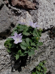 Campanula isophylla
