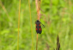 Zygaena viciae