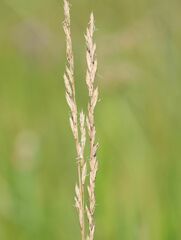 Festuca trichophylla