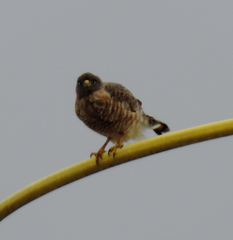 Rupornis magnirostris