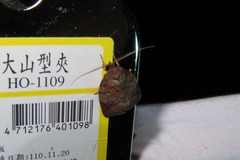 Beara tortriciformis