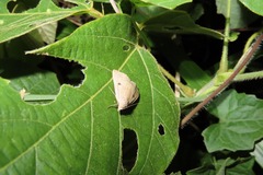 Plecoptera uniformis