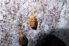 Miltochrista arcuata