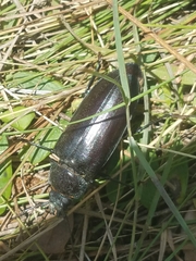 Archodontes melanopus