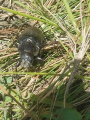 Archodontes melanopus