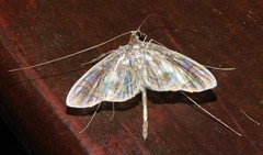 Polythlipta annulifera
