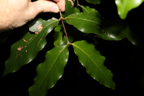 Dissiliaria baloghioides (Dissiliaria baloghioides)