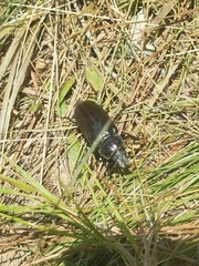 Archodontes melanopus