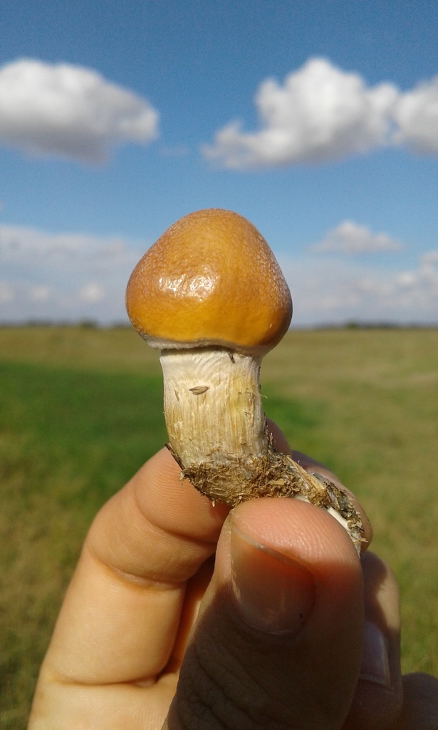 Psilocybe cubensis · April 2021 · photo: © tutitah (iNaturalist, cc0)