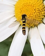 Sphaerophoria scripta