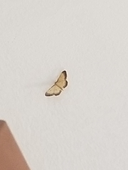 Idaea politaria