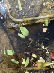 Sagittaria sagittifolia