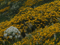 Genista radiata