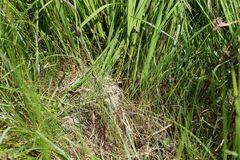 Festuca trichophylla