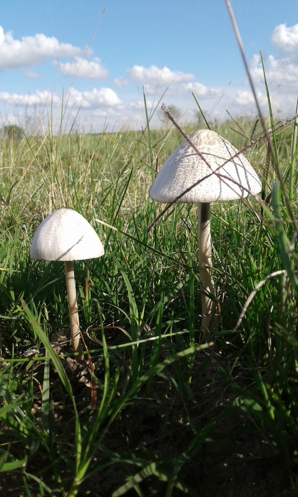 Panaeolus antillarum · April 2021 · photo: © tutitah (iNaturalist, cc0)