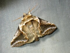 Habrosyne scripta