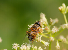 Eristalinus megacephalus