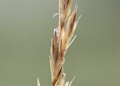 Festuca trichophylla